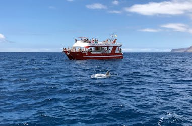 Dolphin Safari Cruise Gran Canaria